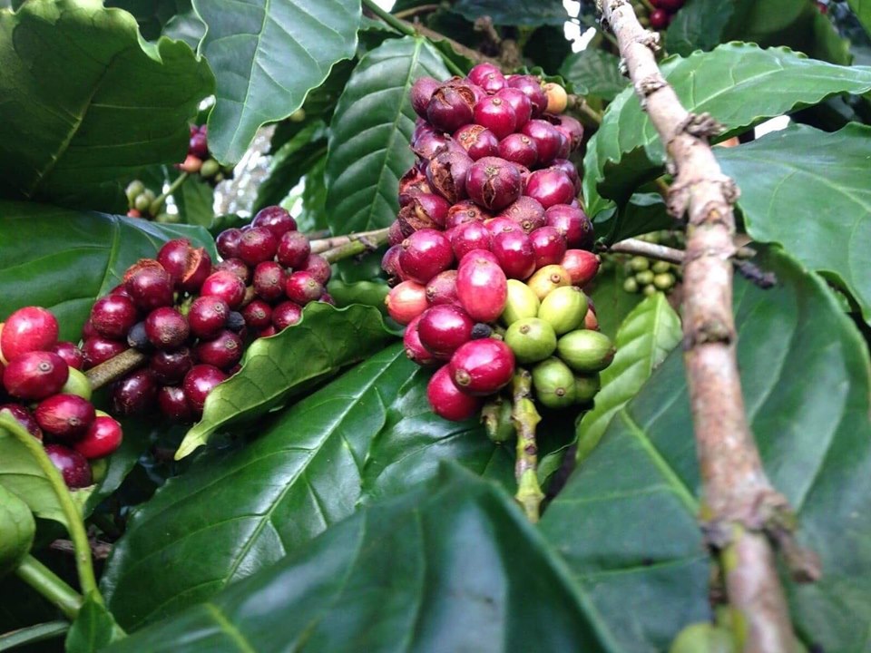 Arabica Khe Sanh — Rang Vừa, Chế Biến Honey - Ảnh 3