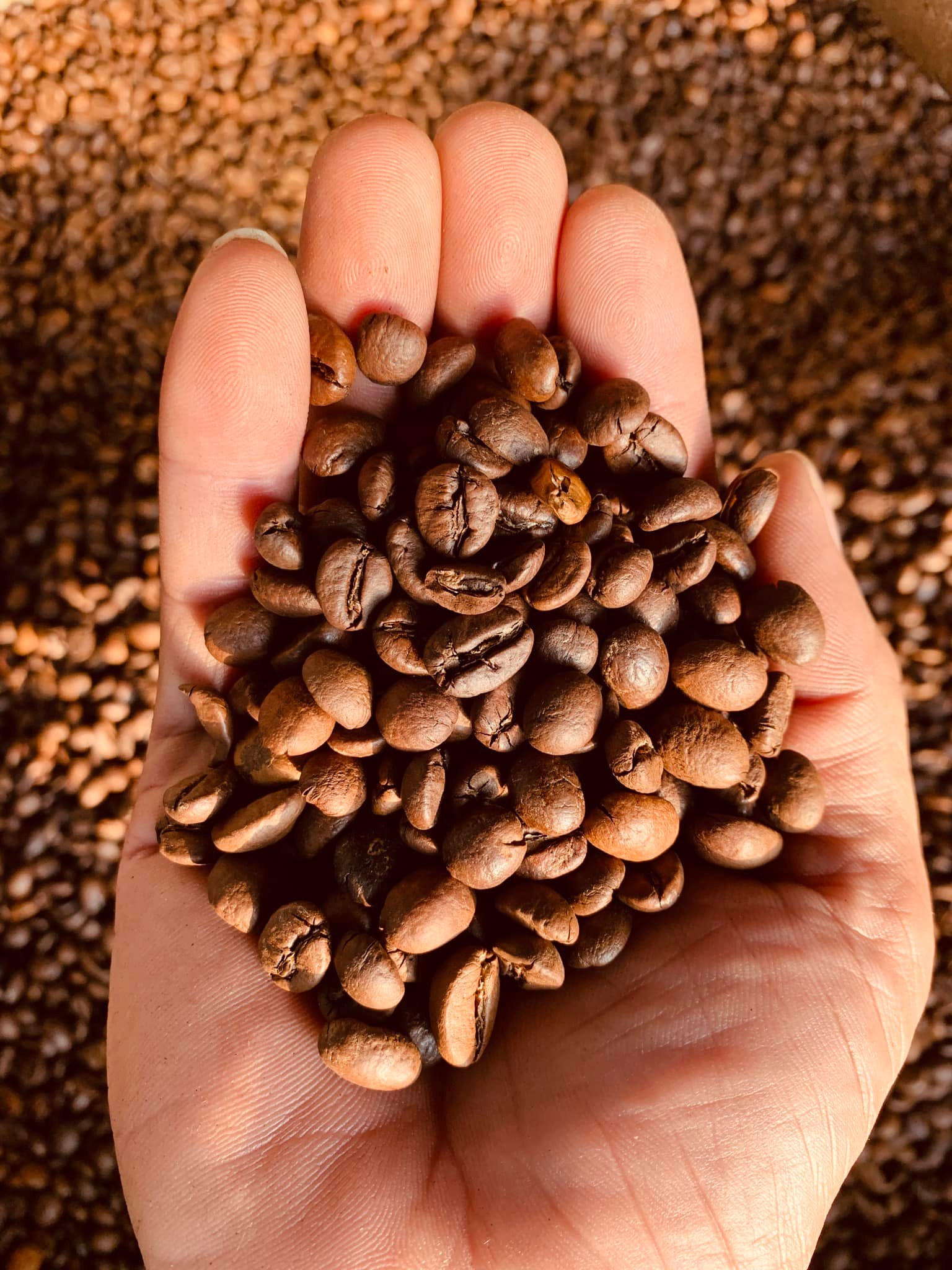 Arabica Khe Sanh — Rang Vừa, Chế Biến Honey - Ảnh 5